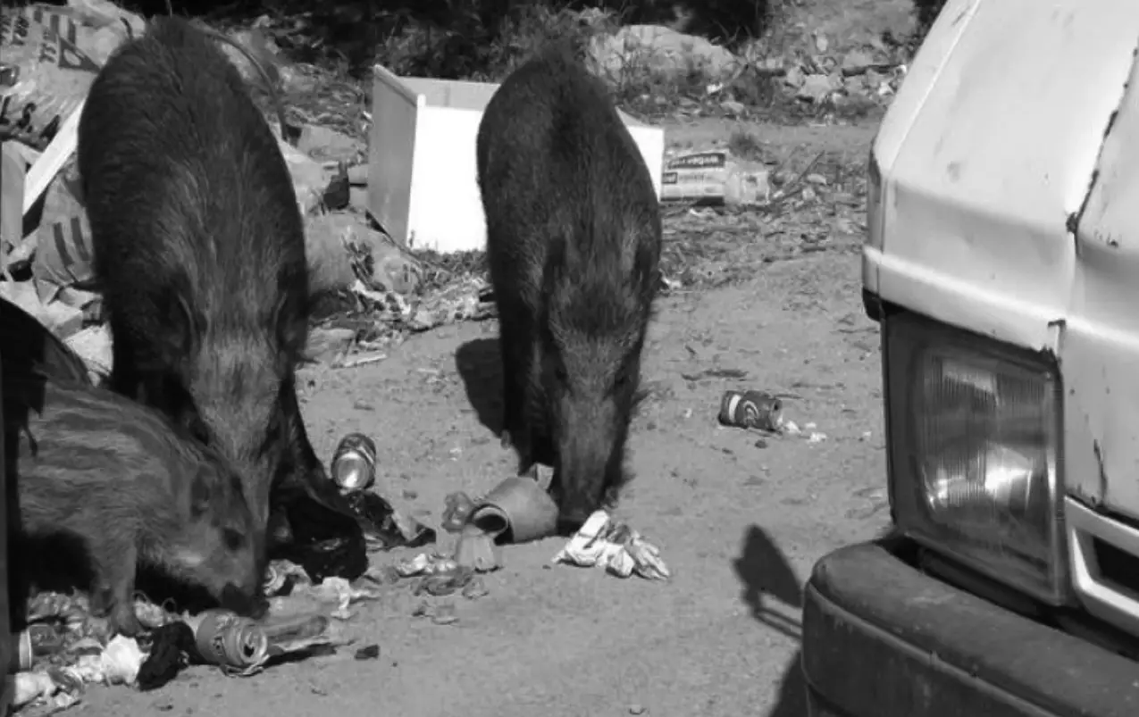 Buscando comida na cidade