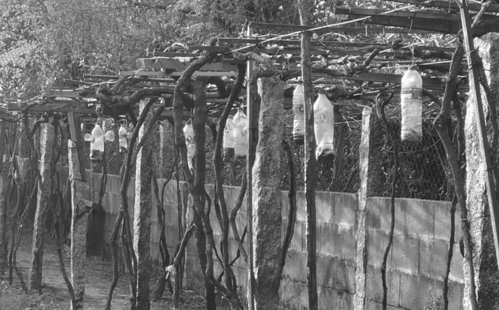 Unha verdadeira praga para a biodiversidade