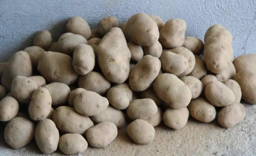 Unha verdadeira marabilla nutricional