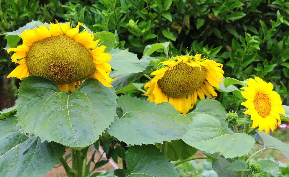 De la semilla al sol