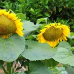 De la semilla al sol